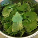 Garlic Mustard plant -- Juggling With Julia
