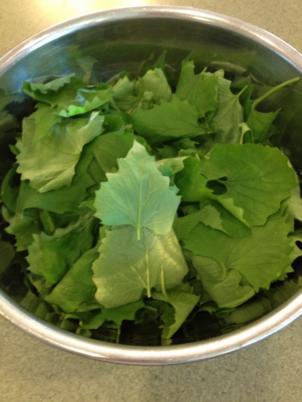 Garlic Mustard plant -- Juggling With Julia