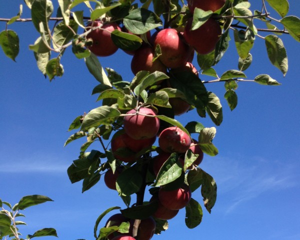 Chunky Apple Snack Cake -- Juggling With Julia