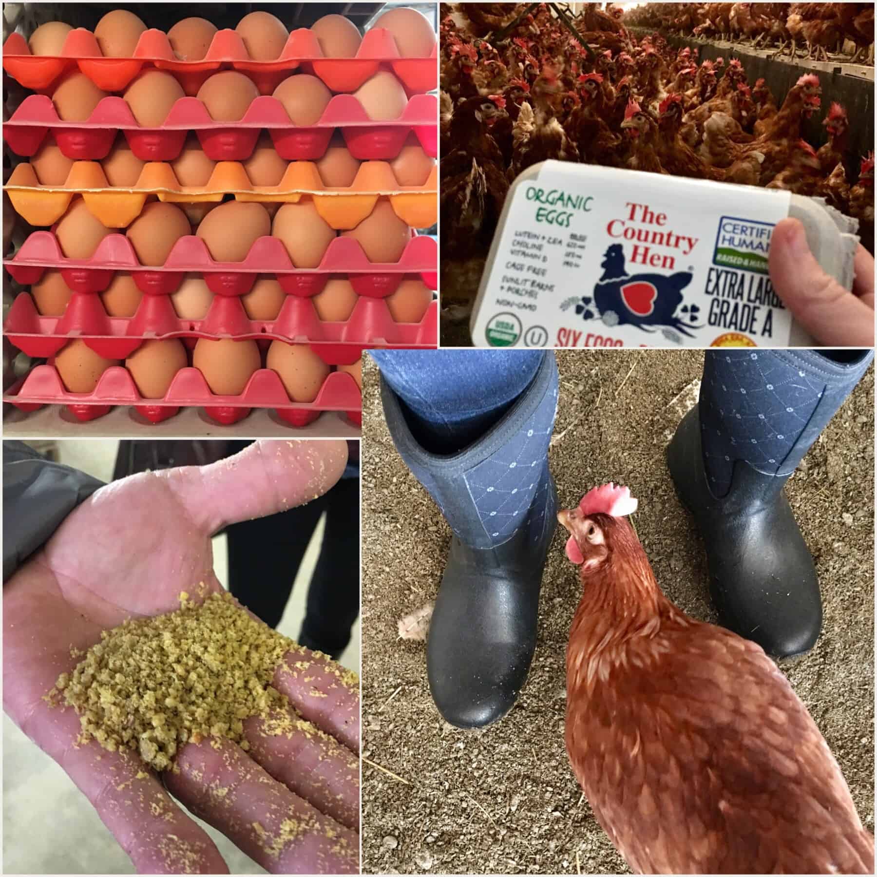An Organic Egg Farm Tour: The Country Hen - Juggling With Julia