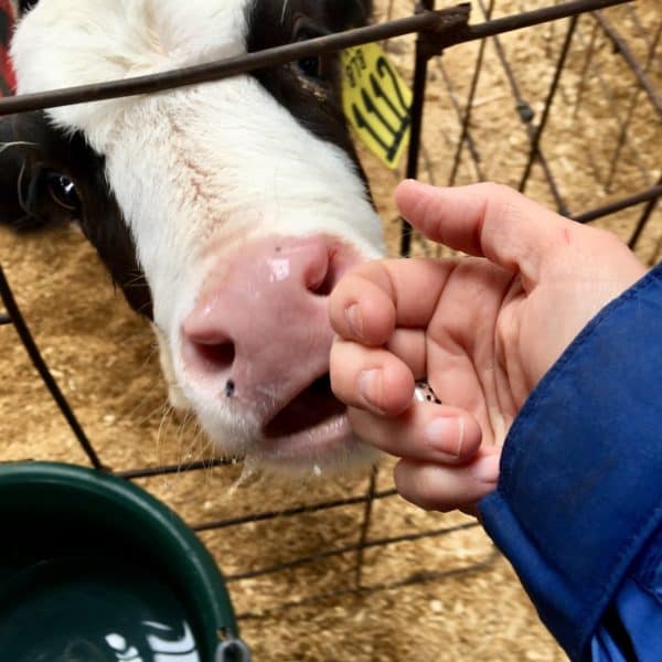 New England Dairy Farm Tour - Juggling With Julia