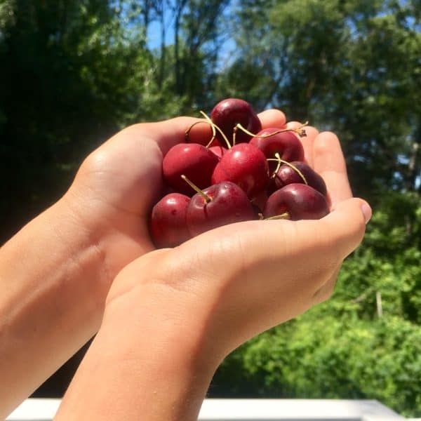 Cherry and Feta Farro Salad - juggling with julia