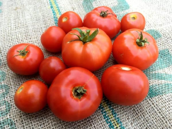 Tomatoes for bruschetta - Juggling with Julia